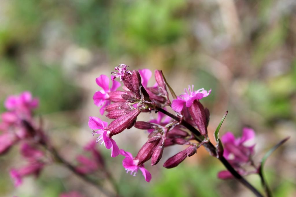 Lychnis viscaria?